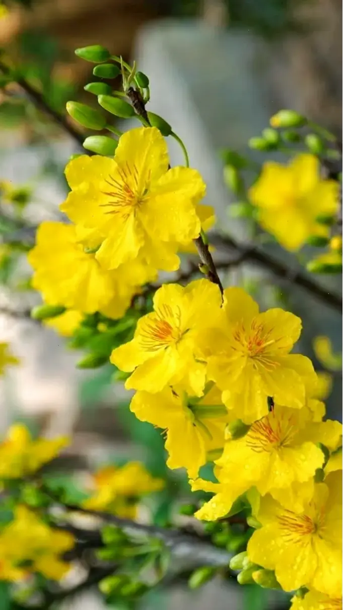 Hoa mai Tết miền Nam nở rộ, mang sắc vàng tươi mới, tô điểm không khí lễ hội ấm áp và tràn đầy hy vọng.