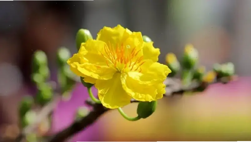 Hoa mai Tết miền Nam rực rỡ, chúc mừng mọi người đón xuân với niềm vui và sức khỏe dồi dào!