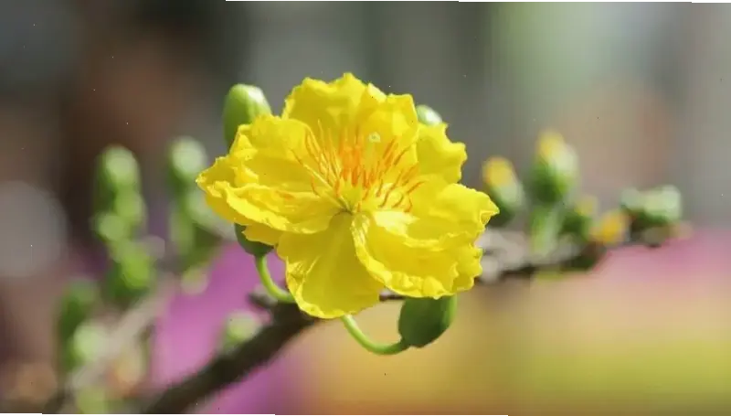 Hoa mai Tết rực rỡ với màu vàng ấm áp, tô điểm ngày lễ bằng sự tươi mới và hy vọng.