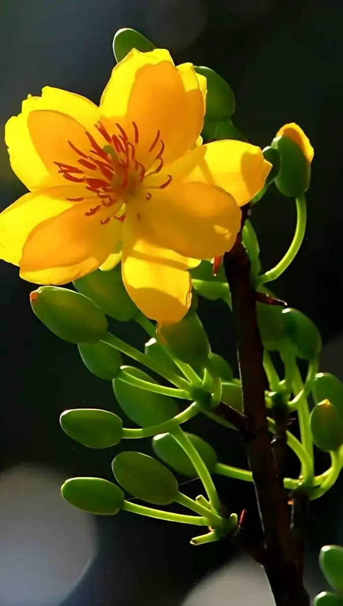 Hoa mai trang trí bó hoa, ý tưởng hoàn hảo để làm đẹp không gian sống, thêm phần sang trọng.