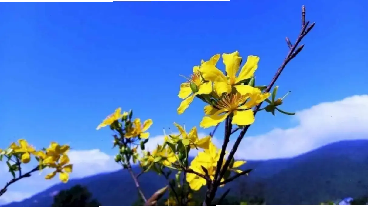 Hoa mai trang trí đẹp mắt, biến không gian thành khu vườn xuân rực rỡ, đầy màu sắc và cảm hứng mới mẻ.