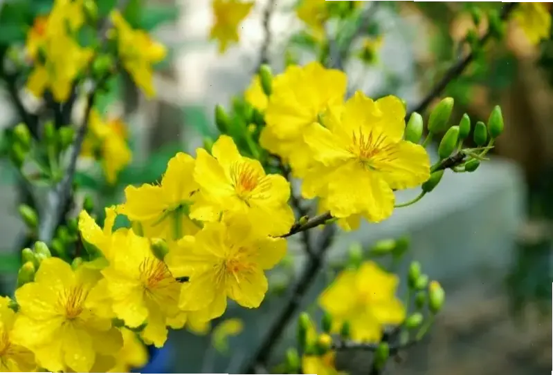 Hoa mai trong phong thủy Tết, mang lại may mắn và tài lộc cho cuộc sống gia đình.