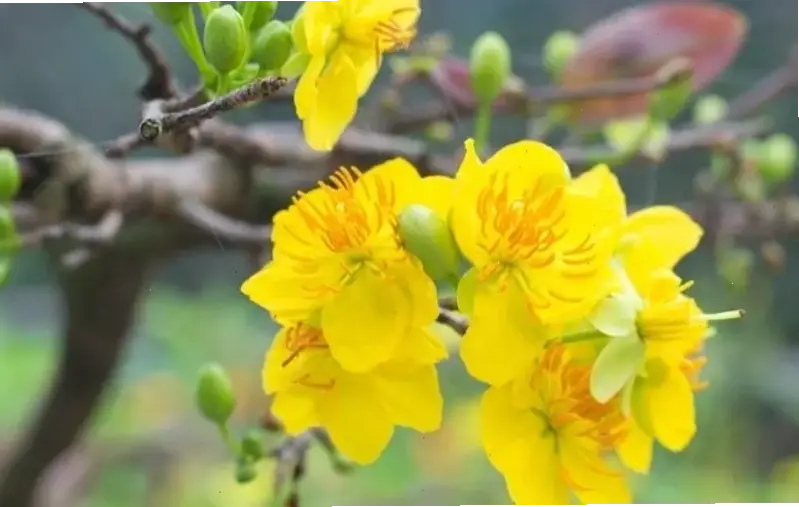 Hoa mai từ vườn An Giang tươi ngon, lý tưởng để mang không khí Tết ấm cúng vào nhà.