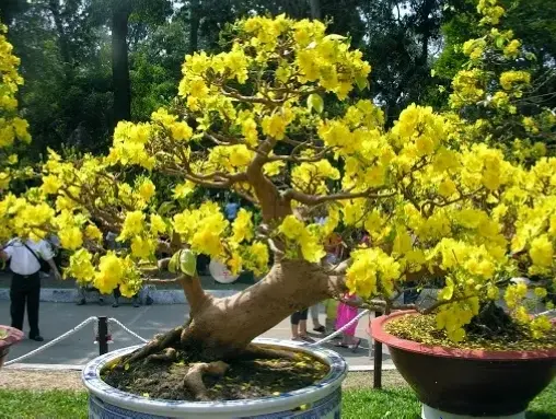 Hoa mai vàng với ý nghĩa phong thủy, mang tài lộc và may mắn đến không gian trang trí nhà cửa của bạn.