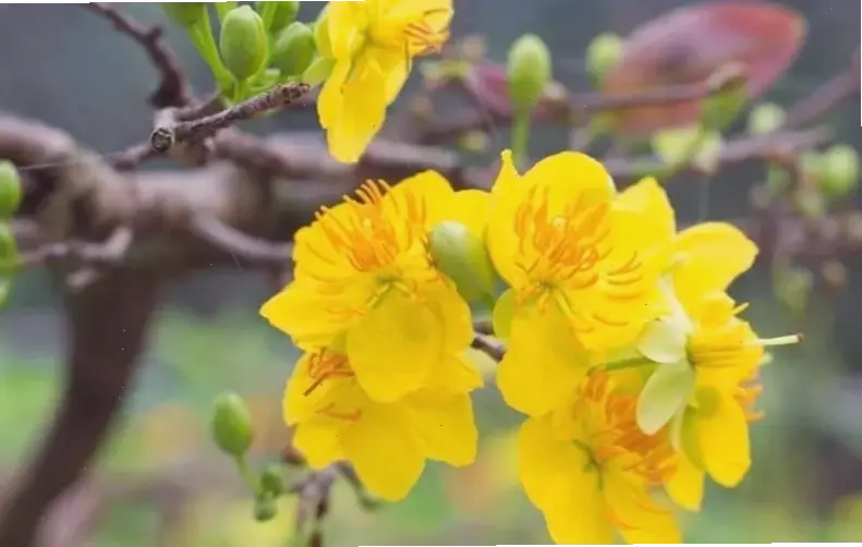 Hoa mai vườn An Giang đẹp mê ly, biểu tượng chúc mừng Tết với vẻ đẹp thiên nhiên tươi mới và hứng khởi!