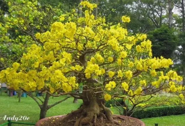 Hoa mai vườn An Giang nở rộ, mang hương sắc miền Tây sông nước đến gần hơn với thiên nhiên.