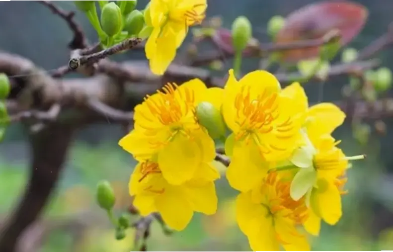 Hoa mai vườn An Giang nở rộ, mang hương sắc thiên nhiên miền Tây, tươi mát và đầy sức sống.