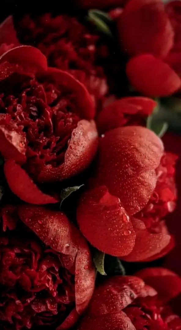 Hoa mẫu đơn quý phái với vẻ đẹp cao sang, lý tưởng cho không gian đẳng cấp.