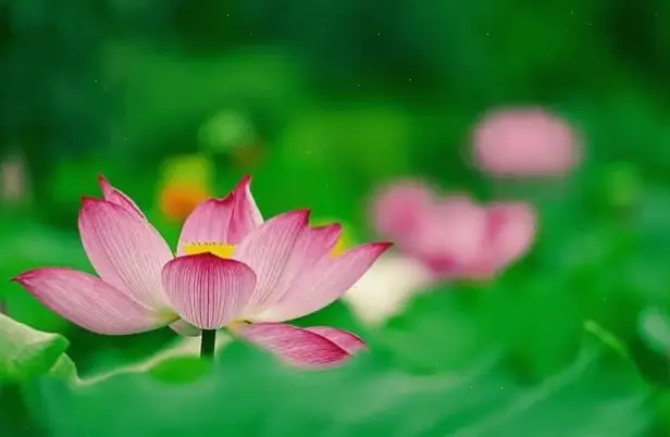 Hòa mình vào cảnh đẹp của hoa sen trong đầm, nơi thiên nhiên hoang dã mang lại sự yên bình và thư thái.