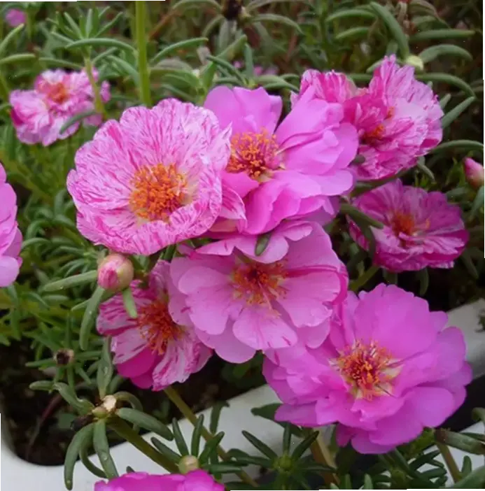 Hòa mình vào mùa hè sôi động với hoa mười giờ, loài hoa bền bỉ nở rộ dưới nắng ấm và gió nhẹ.