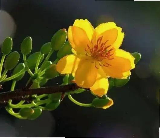 Hoa mười giờ vàng tươi mang năng lượng tích cực, tô điểm không gian sống với sắc màu rực rỡ và sống động.