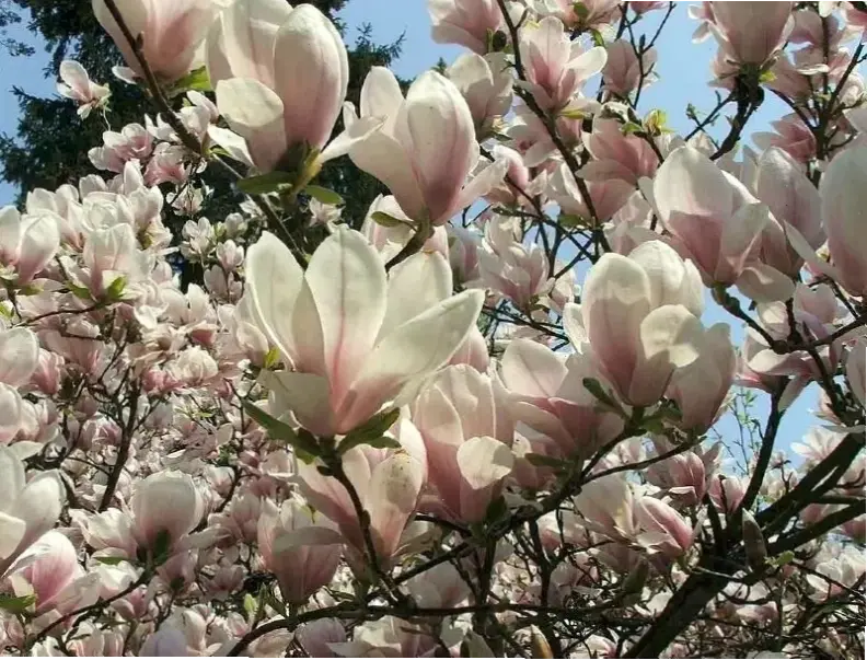 Hoa ngọc lan mùa xuân đánh dấu sự khởi đầu rực rỡ, với màu sắc sống động và hương thơm dịu dàng.