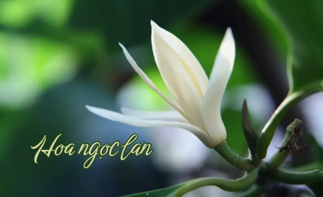 Hoa ngọc lan phong thủy giúp cân bằng năng lượng, mang lại may mắn và sự thịnh vượng cho cuộc sống.