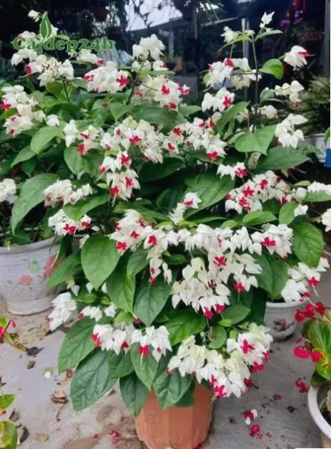 Hoa ngọc nữ cắm bình đơn giản, mang hương sắc tự nhiên vào không gian sống.