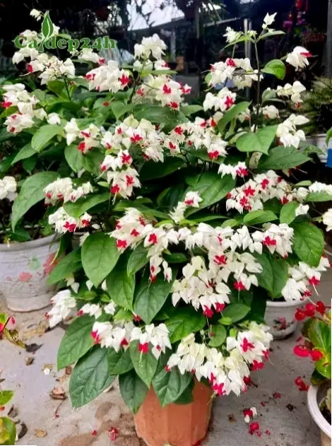 Hoa ngọc nữ giàn leo xanh tươi, biến khu vườn thành thiên đường mát mẻ.