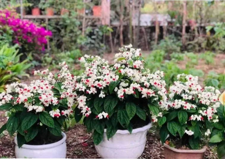 Hoa ngọc nữ hồng dịu mang sự ngọt ngào lãng mạn, tô điểm cho mọi khoảnh khắc đặc biệt.