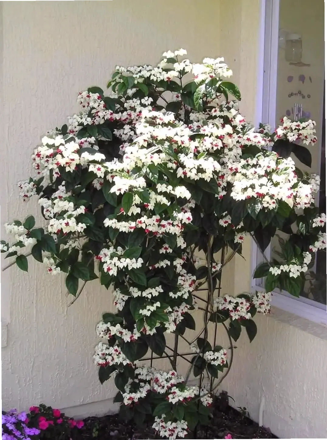 Hoa ngọc nữ rực rỡ trong mùa hè, truyền năng lượng sống và sức hút tự nhiên.