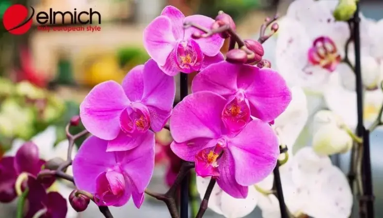 Hoa phong lan vườn nhiệt đới mang hơi thở thiên nhiên tươi mát, tạo nên khu vườn mơ mộng đầy sức sống.