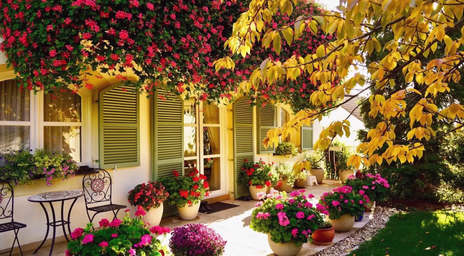 Hoa phong lữ ban công rực rỡ, biến khu vực ngoài trời thành góc xanh mát mẻ và đầy sức sống.