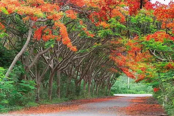 Hoa phượng vĩ chụp cận 4K, chi tiết sắc nét, làm nổi bật vẻ đẹp rực rỡ và tinh tế của loài hoa biểu tượng Việt Nam.