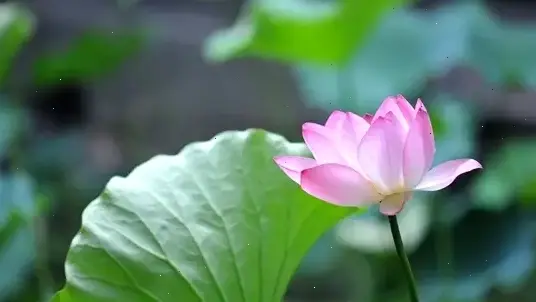 Hoa sen đón bình minh trong lễ Phật Đản, khởi đầu ngày mới với sự tươi mới và năng lượng tích cực.