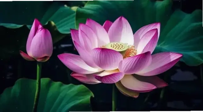 Hoa sen dùng trang trí, khơi dậy không gian tâm linh, mang lại sự an lành và cảm hứng bất tận.