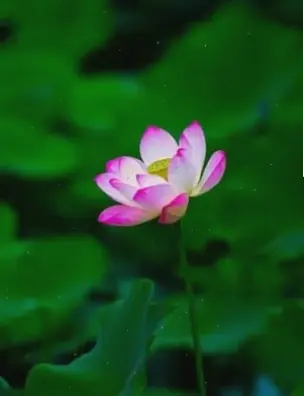 Hoa sen hồ nước macro tái hiện cảnh yên bình, hài hòa với thiên nhiên thuần khiết.