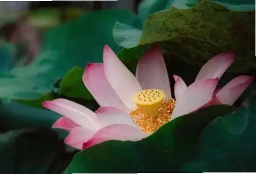 Hoa sen hồng rực rỡ trong cận cảnh, mang đến cảm giác ấm áp và tràn đầy sức sống mãnh liệt.