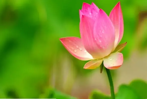 Hoa sen lễ Phật Đản macro thể hiện sự thiêng liêng, biểu tượng cho sự giác ngộ và từ bi.