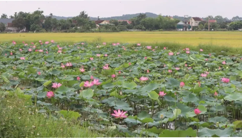 Hoa sen nở rộ giữa đồng quê, khoe sắc rực rỡ, mang đến năng lượng tươi mới cho mùa hè rộn ràng.