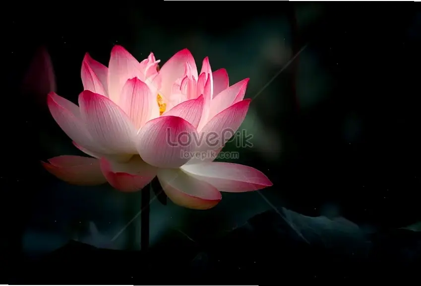 Hoa sen nở rộ rực rỡ, mang thông điệp giác ngộ và vẻ đẹp tự nhiên đầy cuốn hút.