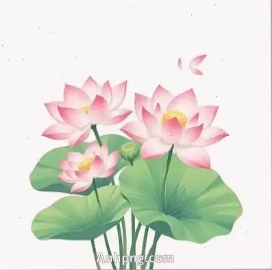 Hoa sen nở rộ trong lễ Phật Đản, tượng trưng cho sự tái sinh và giác ngộ thiêng liêng.