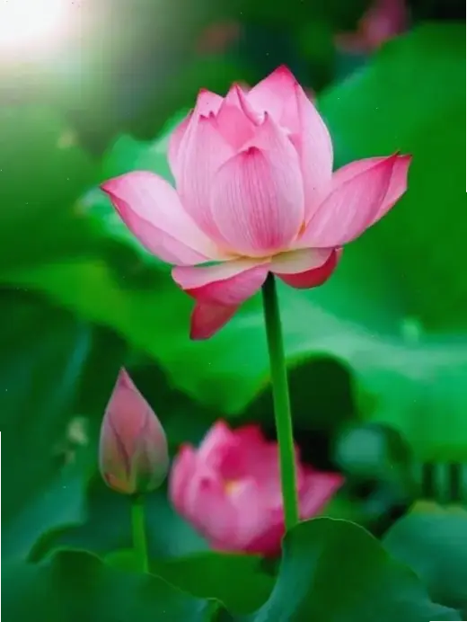 Hoa sen tâm linh macro kết nối giác ngộ, mang năng lượng tích cực và bình an.