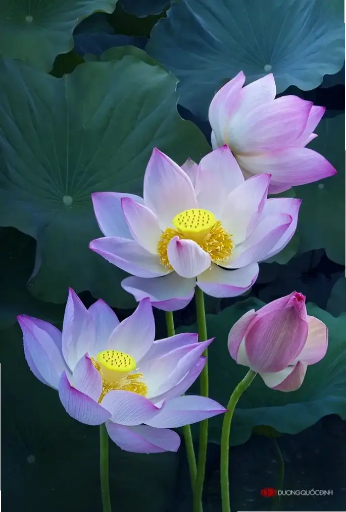 Hoa sen trang trí tạo điểm nhấn duyên dáng, kết hợp hài hòa với không gian sống.