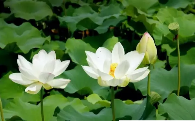 Hoa sen tượng trưng cho sự tinh khiết, tái sinh và vẻ đẹp vượt qua mọi thử thách cuộc đời.