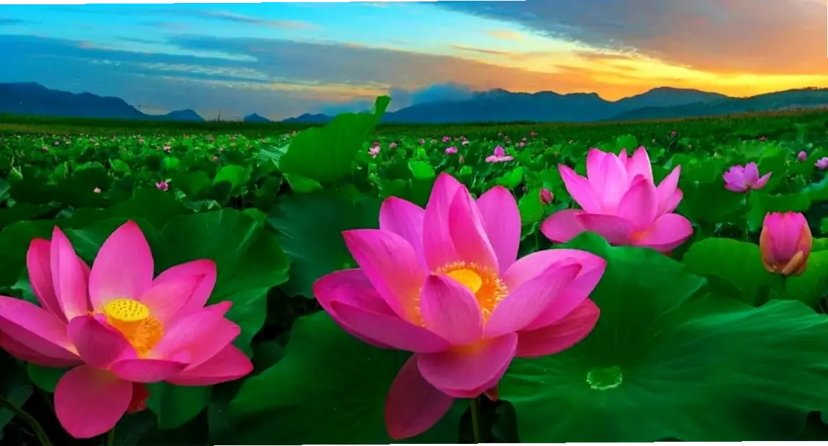 Hoa sen Việt Nam – biểu tượng quốc gia, hoàn hảo cho trang trí mang đậm bản sắc dân tộc.