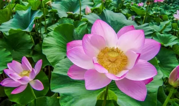 Hoa sen Việt Nam, biểu tượng tâm linh dân tộc, thể hiện sức sống bền bỉ và vẻ đẹp tinh thần.