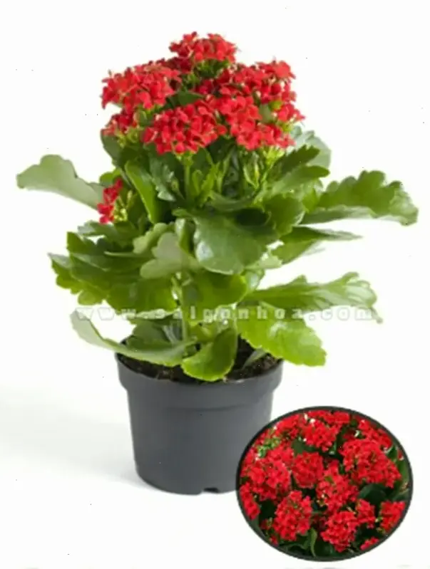 Hoa sống đời cắm bình, ý tưởng trang trí nội thất đơn giản nhưng đầy cuốn hút.