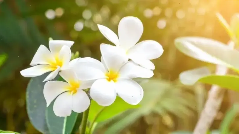 Hoa sứ trong phong thủy mang lại may mắn và năng lượng tích cực, cân bằng cuộc sống của bạn.