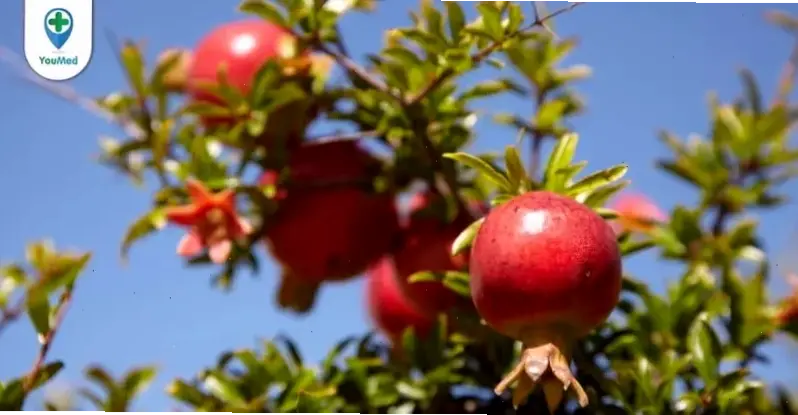 Hoa thạch lựu mùa hè nở rộ, gợi cảm hứng về nắng ấm và sự tràn đầy, mang hơi thở thiên nhiên vào cuộc sống hàng ngày.