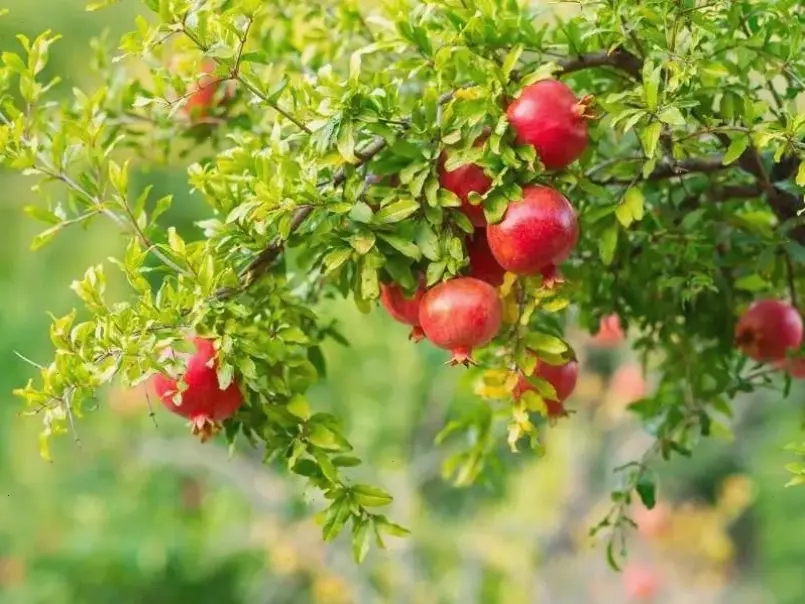 Hoa thạch lựu phong thủy thu hút may mắn và tài lộc, với màu sắc rực rỡ giúp cân bằng năng lượng tích cực trong không gian.