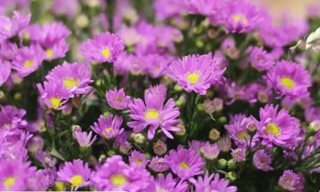 Hoa thạch thảo lãng mạn, hoàn hảo cho những buổi hẹn hò đầy cảm xúc.