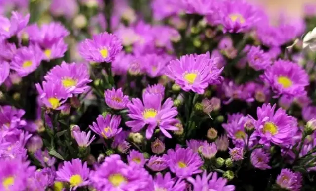 Hoa thạch thảo tím dành tặng thầy cô ngày 20/11, lời chúc tri ân sâu sắc và ấm áp.