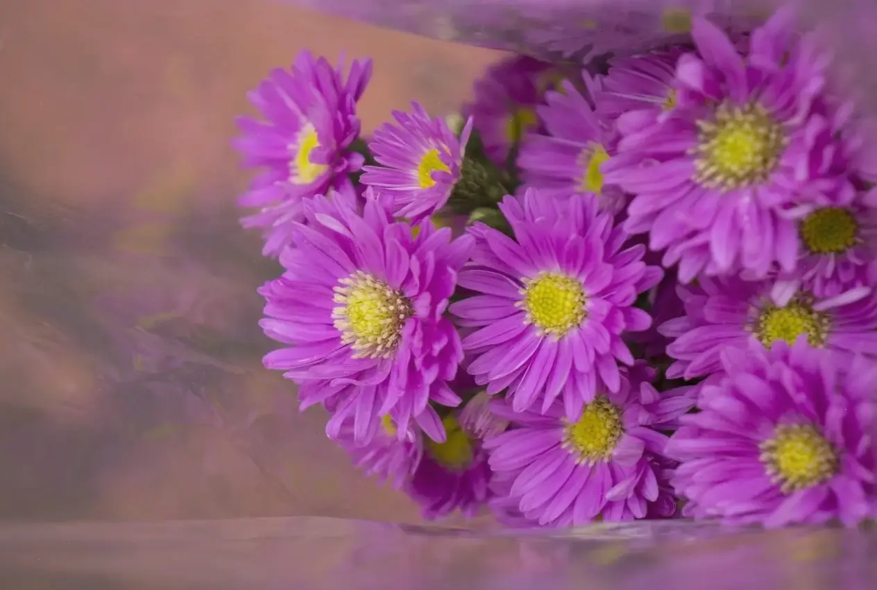 Hoa thạch thảo tím giữa đồng quê yên bình, bức tranh thiên nhiên sống động và gần gũi.