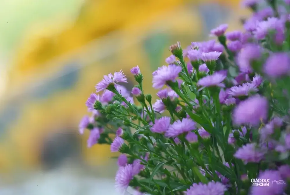 Hoa thạch thảo tím nở rộ mùa thu, mang vẻ đẹp ấm áp và thơ mộng của thiên nhiên.