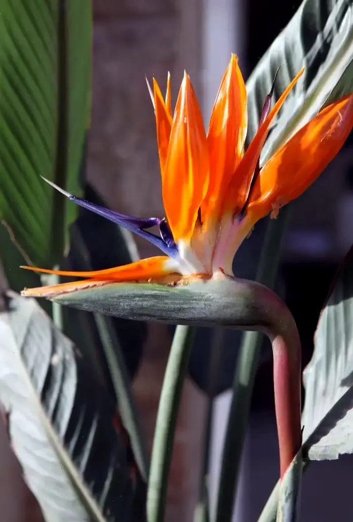 Hoa thiên điểu cam rực rỡ tỏa sáng năng lượng tích cực, biến mọi góc nhỏ thành khu vườn nhiệt đới đầy sức sống.