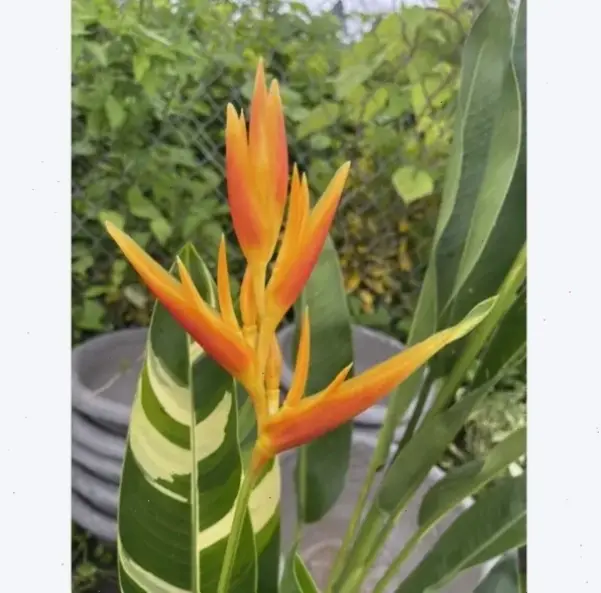 Hoa thiên điểu chậu đẹp là lựa chọn hoàn hảo để trang trí nhà, mang sắc màu rực rỡ và sự tươi mới lâu dài.