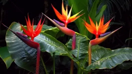 Hoa thiên điểu nhiệt đới mang hương vị kỳ diệu biển cả, giúp không gian của bạn trở nên tươi mới và hấp dẫn lạ thường.