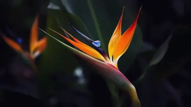 Hoa thiên điểu trang trí biến không gian thành khu vườn nhiệt đới, thêm sức sống và màu sắc rực rỡ.