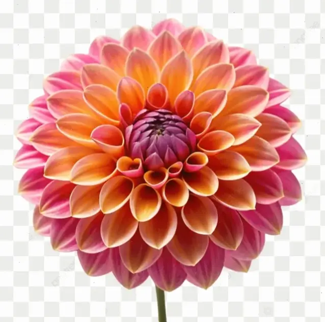 Hoa thược dược tươi sáng như nắng sớm, mang đến năng lượng tích cực và sức sống dồi dào.